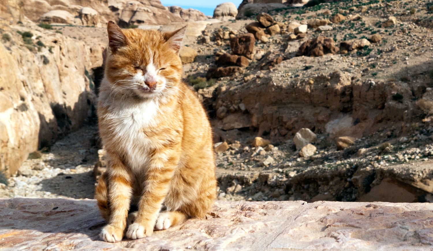 A Cat Named Petra
