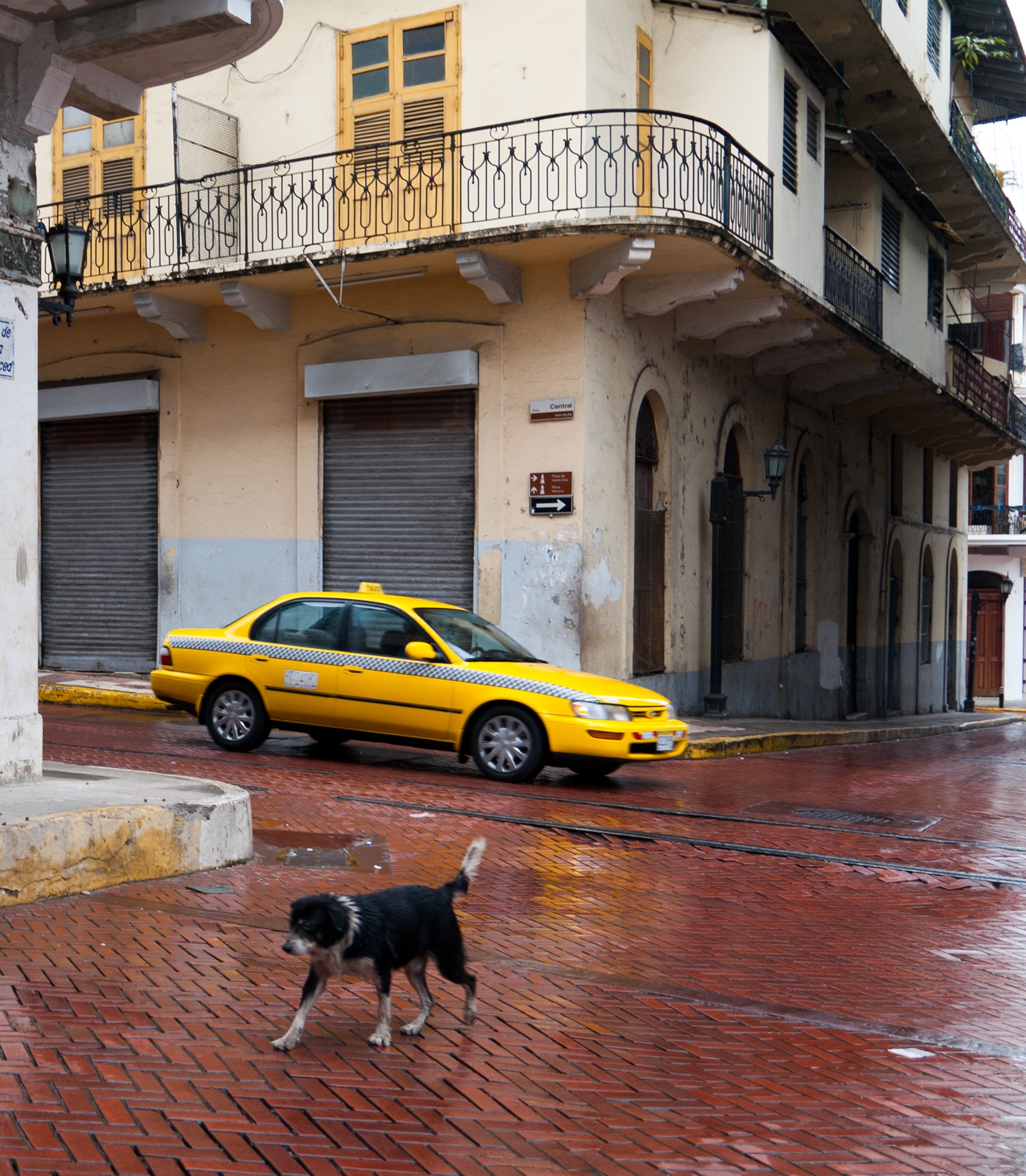 A Dog, A Taxi And A Very Wet Day