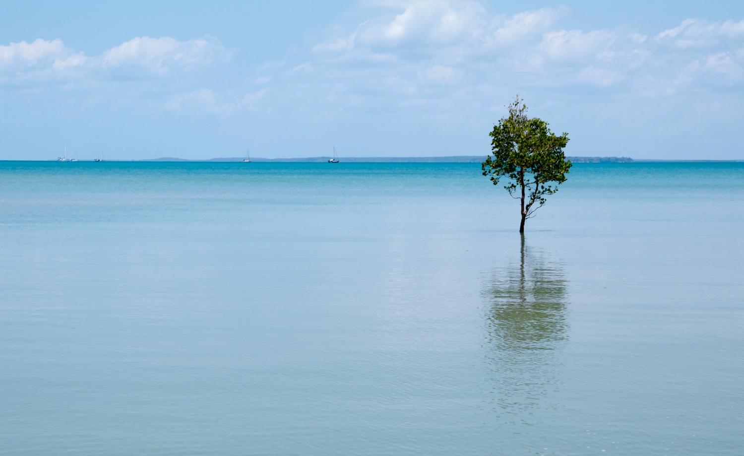 A Lonely Mangrove