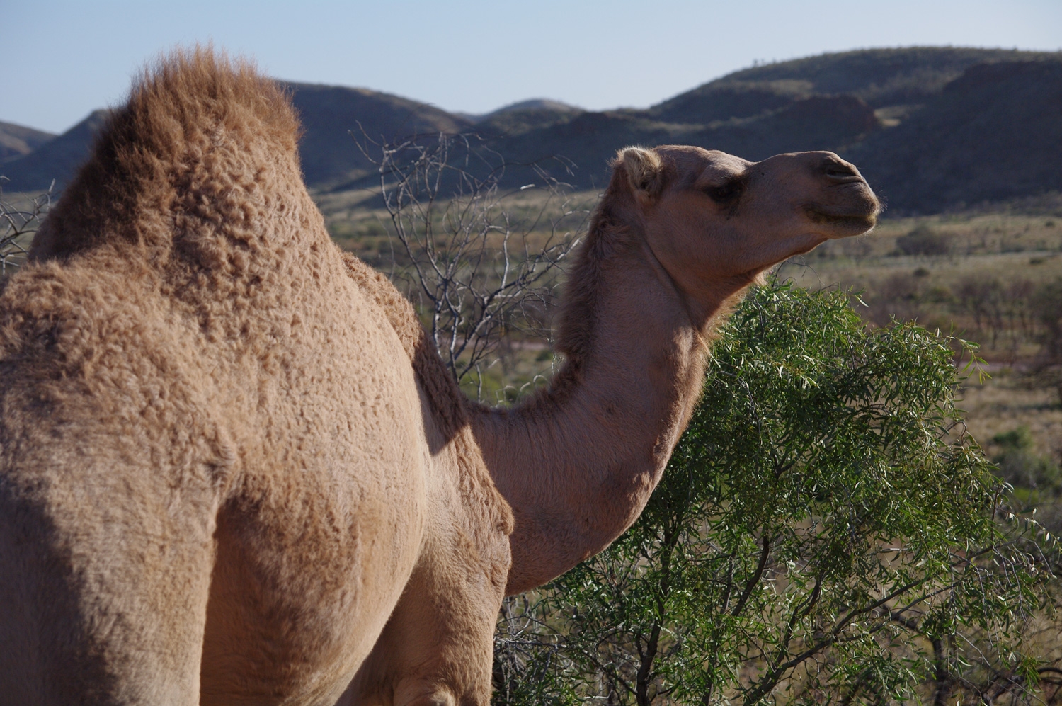 Across The Outback On A Camel