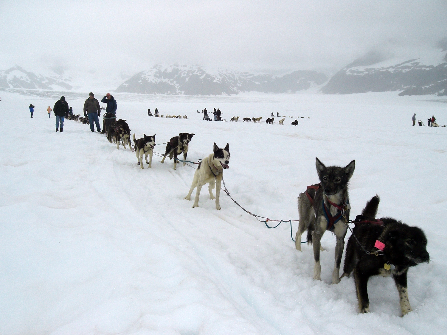 Dogsledding On The Glacier