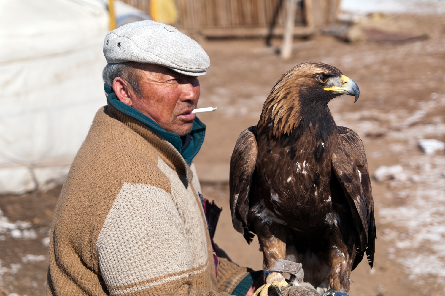 Falconry In Mongolia