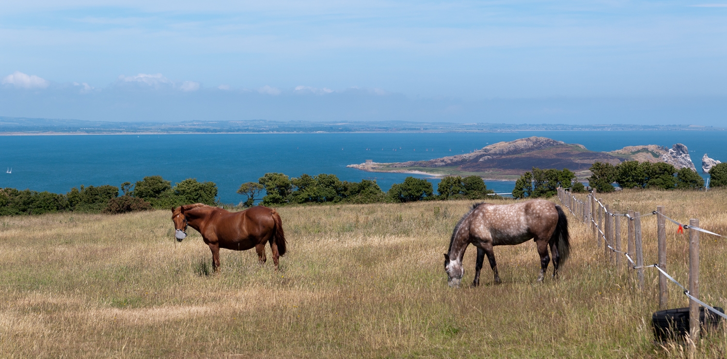 Howth Horses: (Howrthse