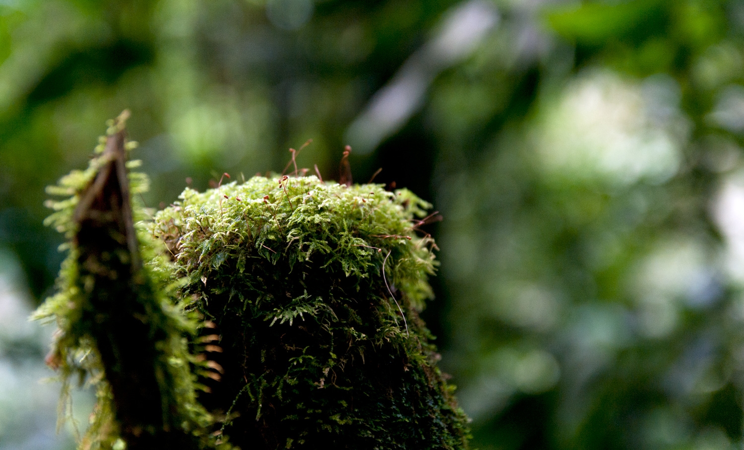 Life Lives Small In The Cloud Forest