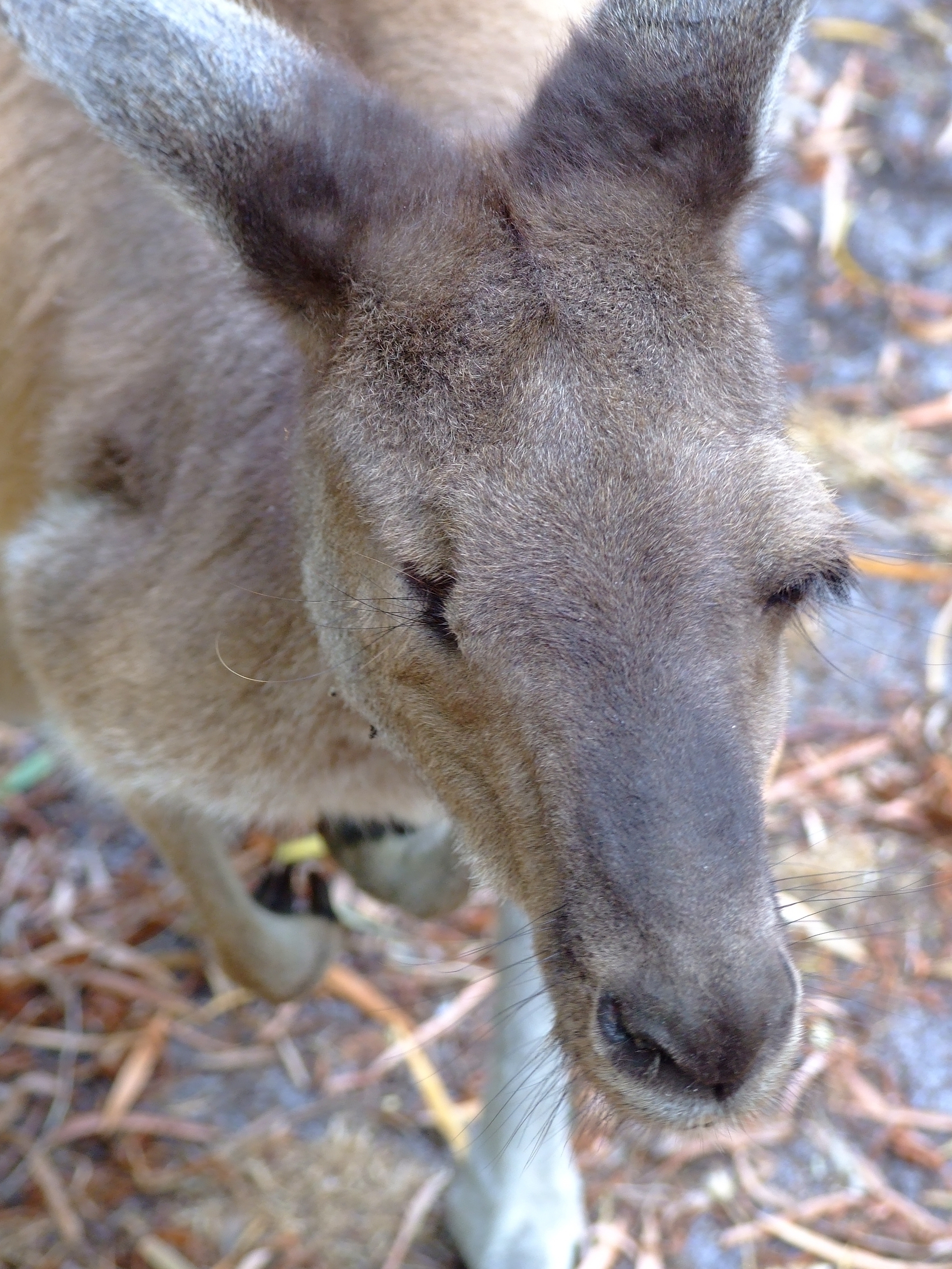 Lucy, The One Eyed Kangaroo