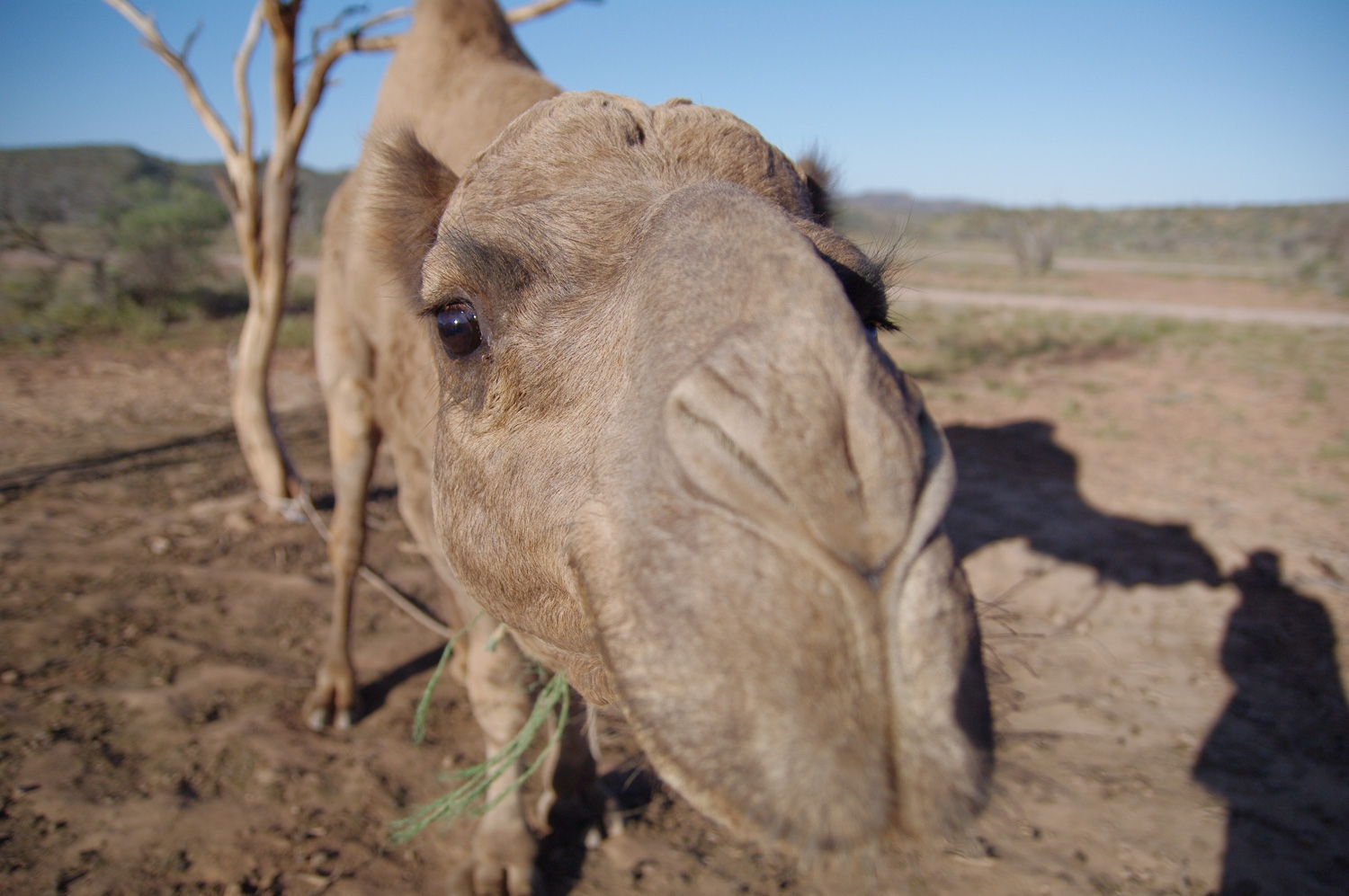 Outback Camel