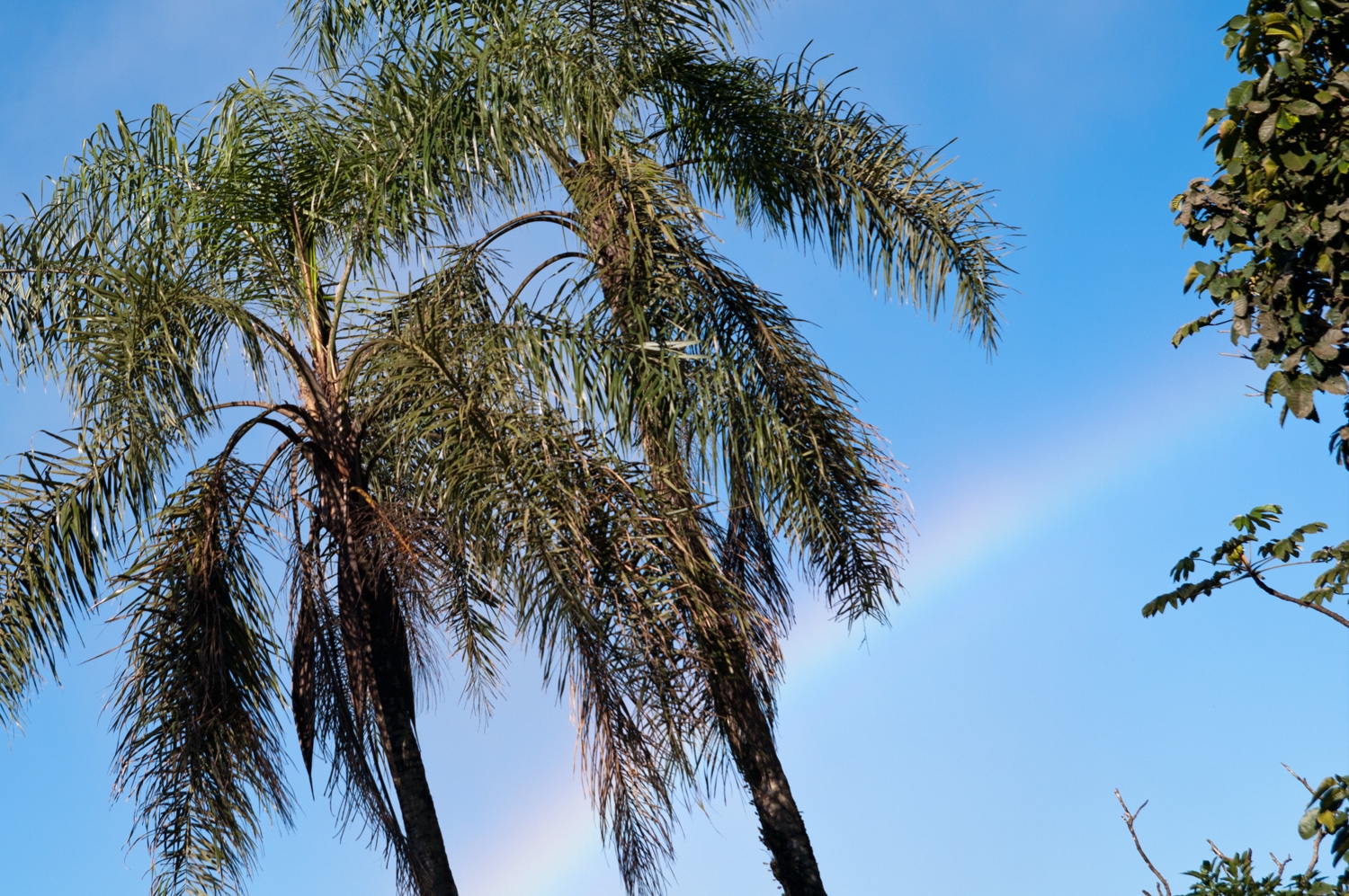 Rainbow Palm, As If That Were A Thing
