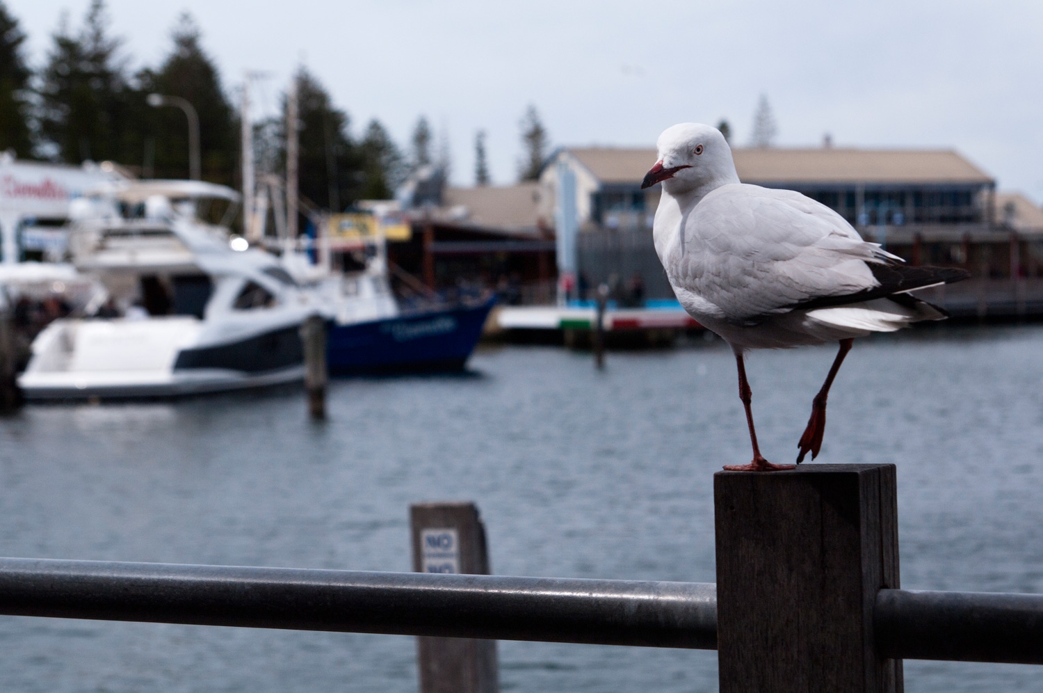 Seagull On The Pier
