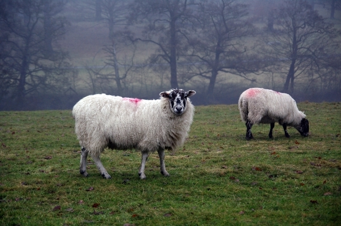 Sheep Of Northern England