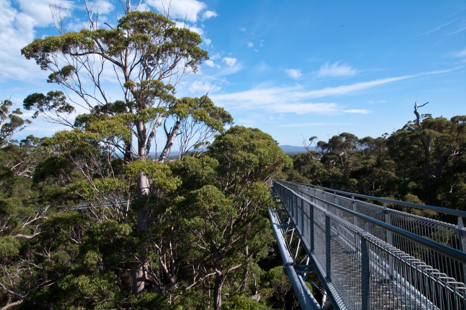 Valley Of The Giants