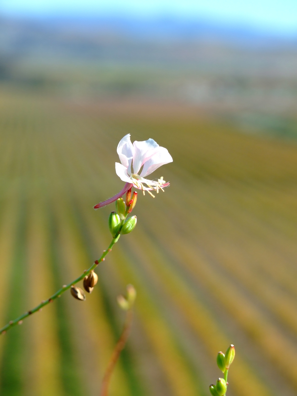 A Single Flower Amongst A Field Of Wine