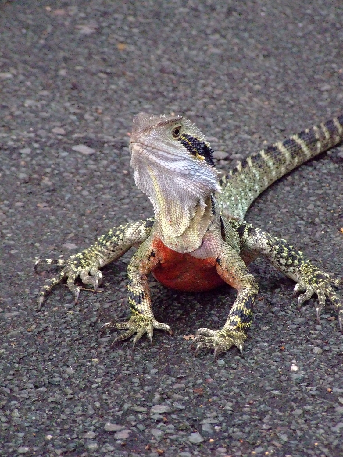 Brisbane Lizard, AKA Brizzy Lizzy