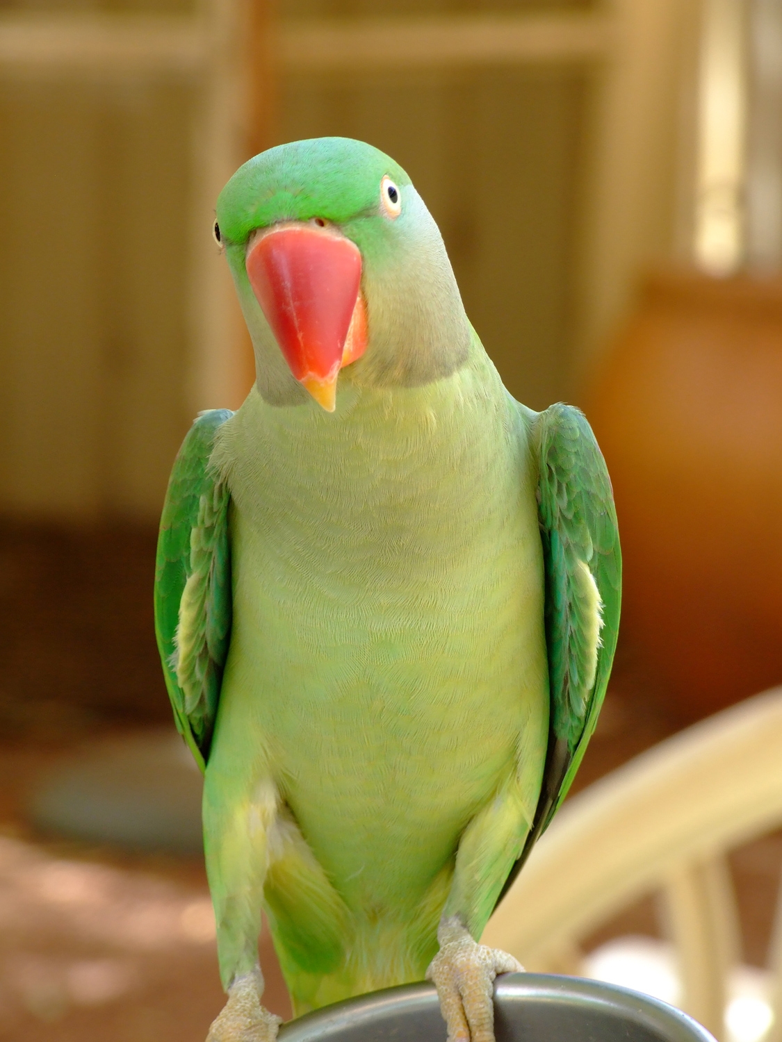 Curious Parrot