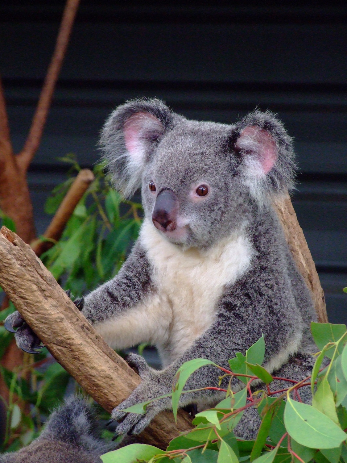 Hanging Out At Lone Pine Koala Sanctuary