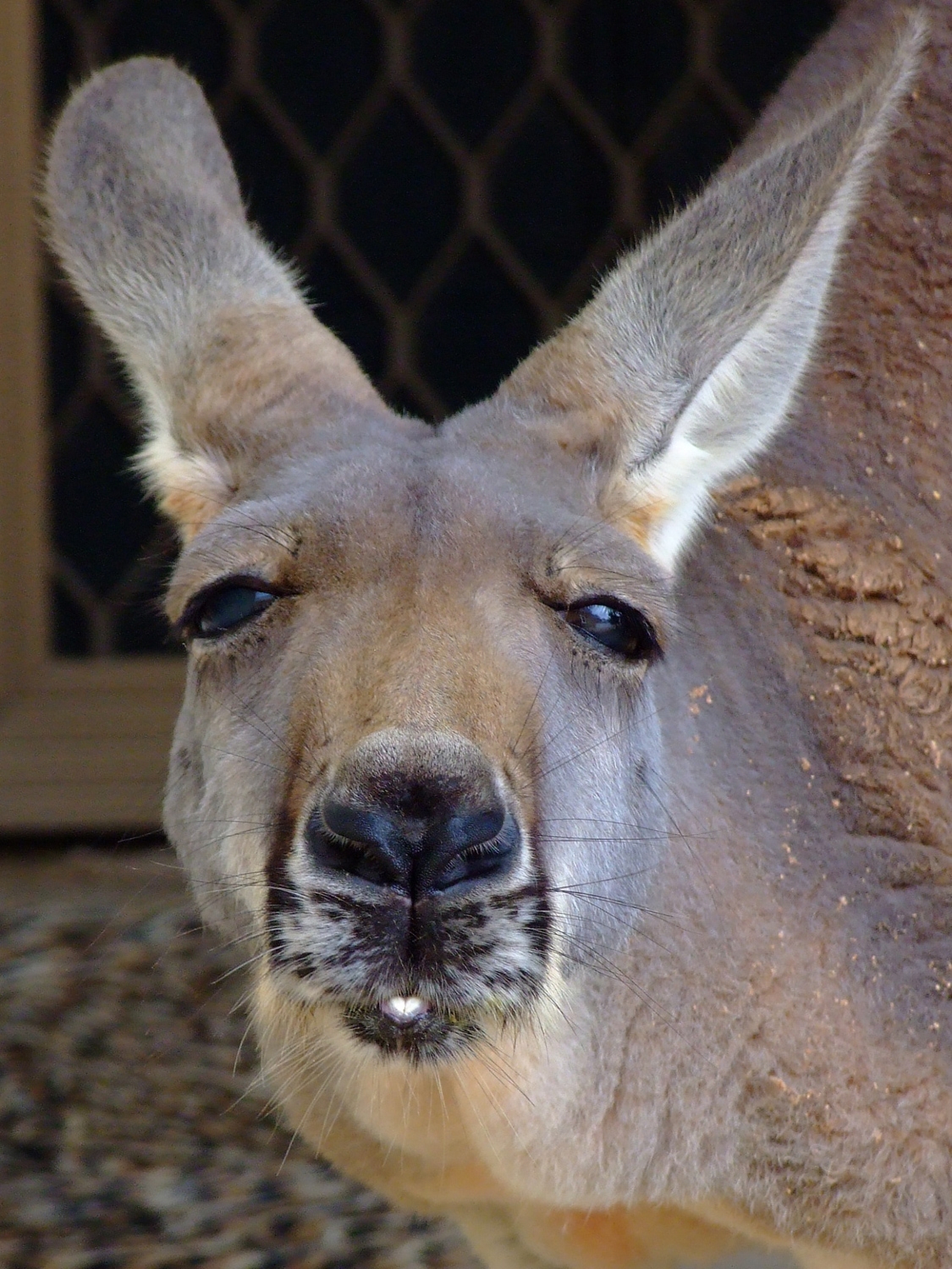 Kangaroo Says "Helloo!"