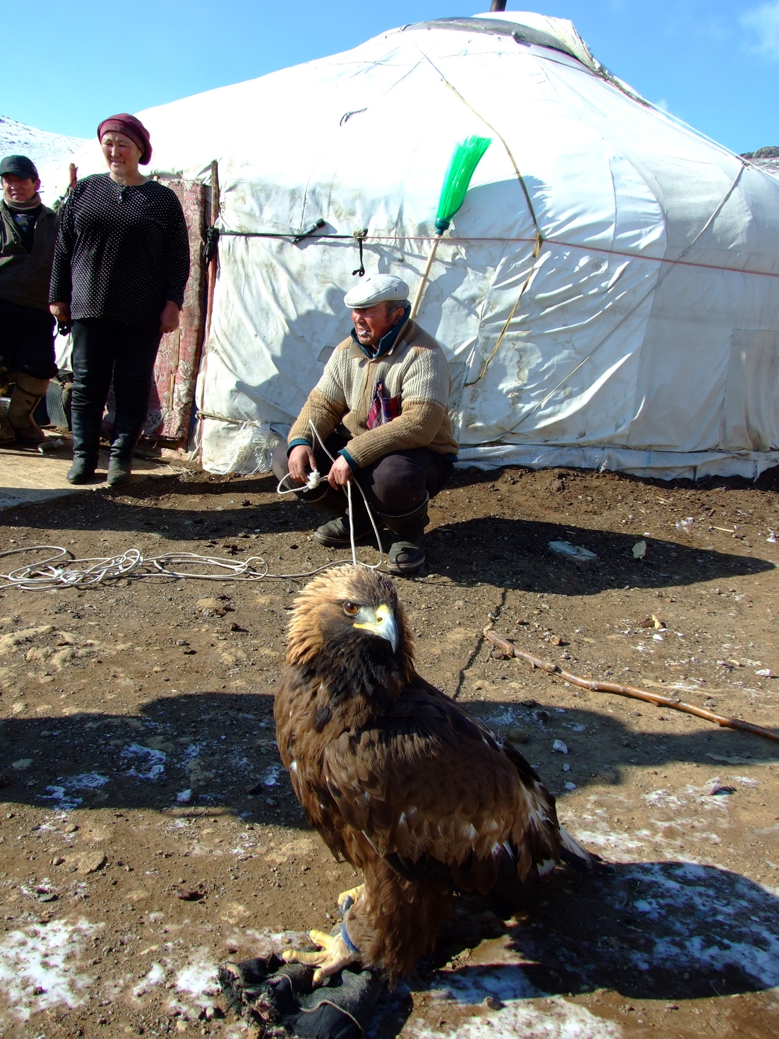 Nomadic Mongolian And His Falcon