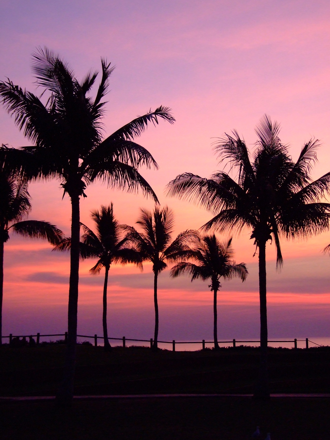 The Purple Palm Tree Sunset