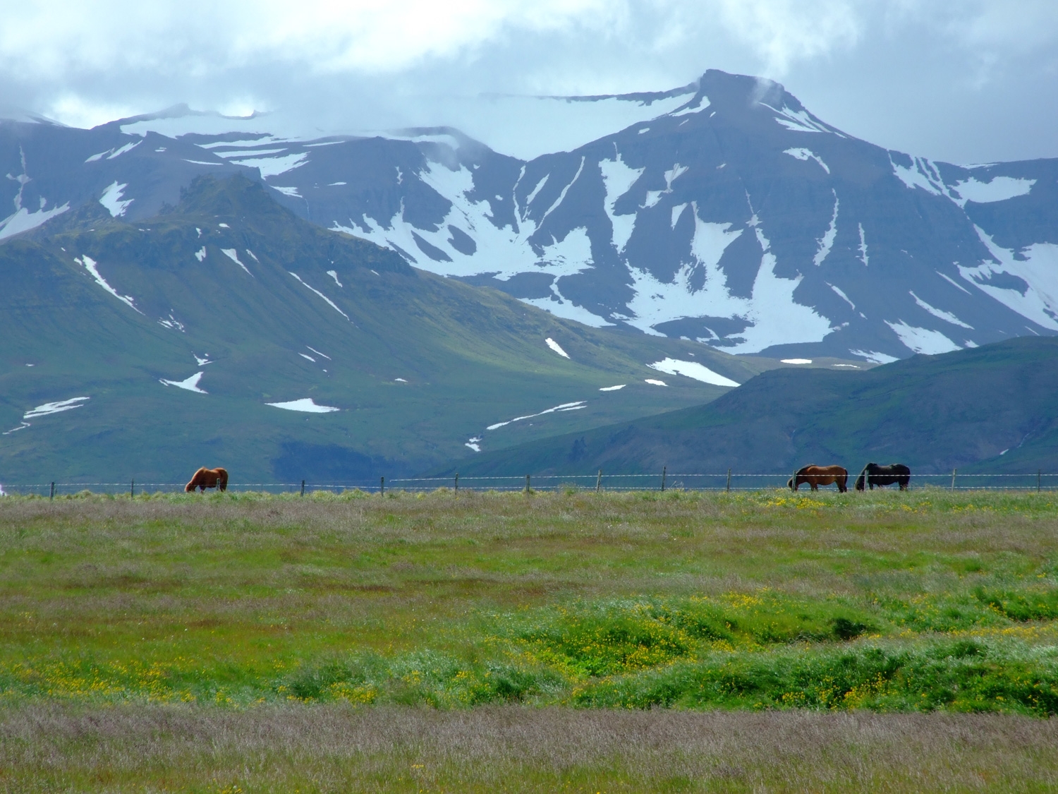 Three Horses, In Iceland