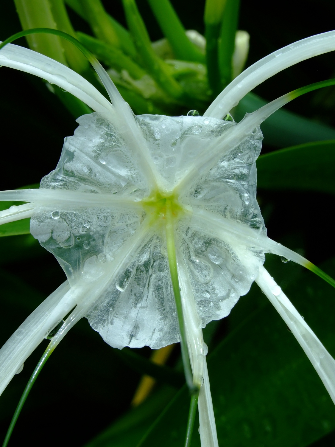 Whitsunday Island Flower